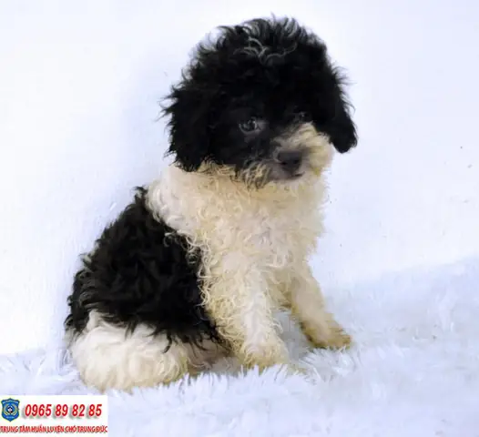 Chó Poodle Màu Bò Sữa Chó Poodle Màu Bò Sữa