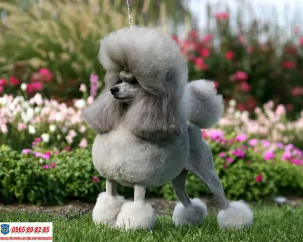 Chó Poodle Màu Xám Chó Poodle Màu Xám