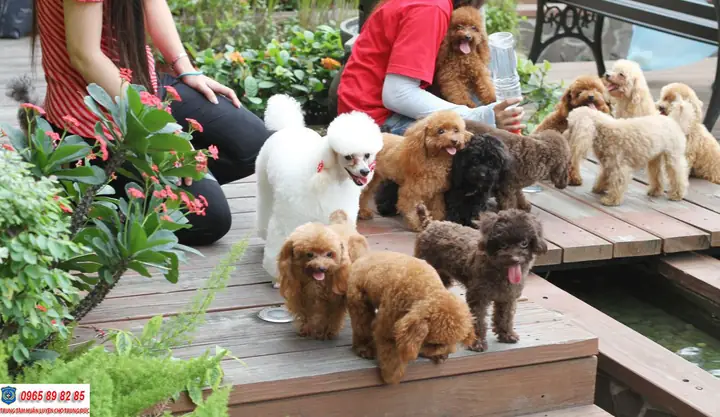 Những Màu Lông Chó Poodle Đẹp Nhất Trên Thế Giới Những Màu Lông Chó Poodle Đẹp Nhất Trên Thế Giới