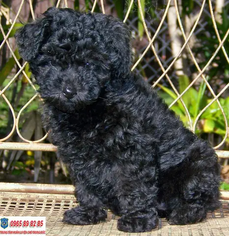 Chó Poodle Màu Đen Chó Poodle Màu Đen