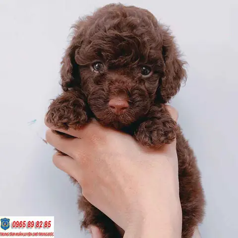 Chó Poodle Màu Socola Chó Poodle Màu Socola