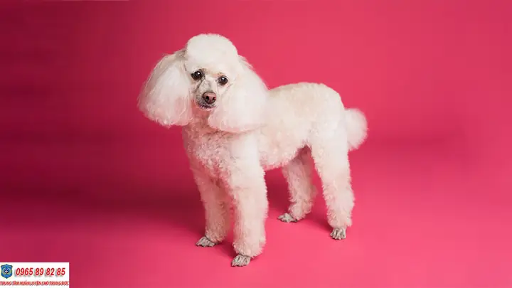 Chó Poodle Màu Kem Chó Poodle Màu Kem