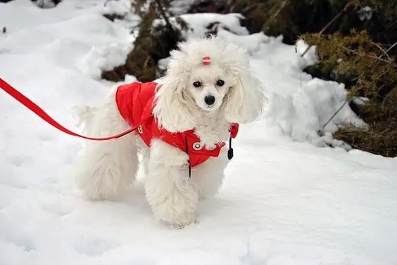 Địa Điểm Mua Bán Chó Poodle Giá Rẻ?