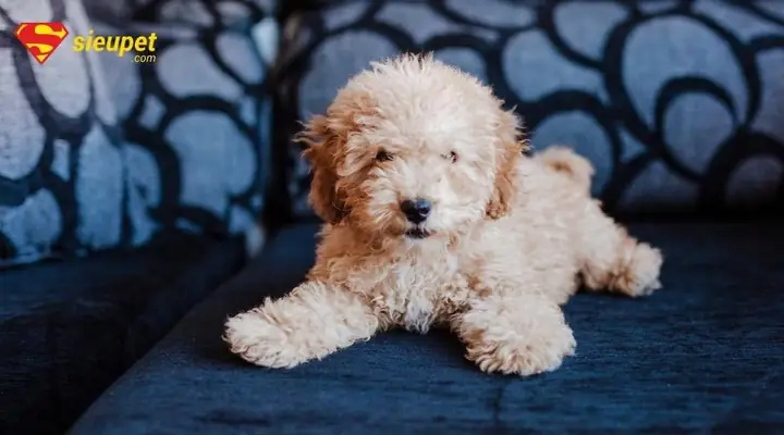 Địa Điểm Mua Bán Chó Poodle Giá Rẻ?