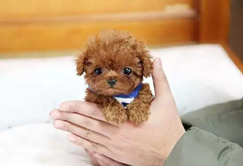 Nguồn Gốc Của Chó Poodle