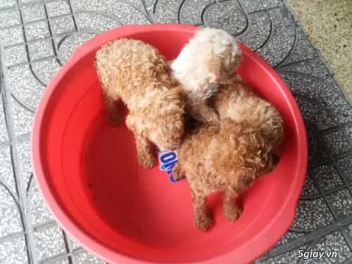 Nguồn Gốc Của Chó Poodle