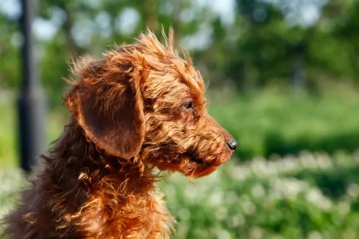 Poodle Lai Chó Cỏ, Chó Ta