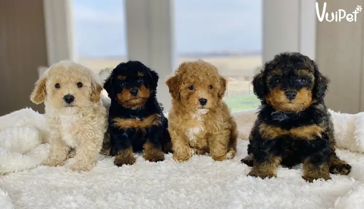 Chó Poodle Lai Chó Cỏ