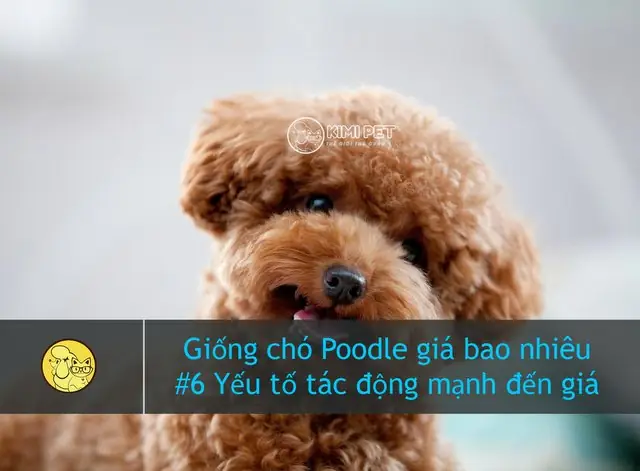 Chó Poodle Có Giá Bao Nhiêu & #6 Yếu Tố Tác Động Mạnh Đến Giá