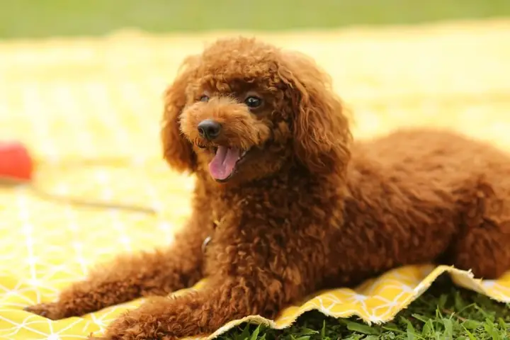 Bảng Giá Các Loại Chó Poodle Lai