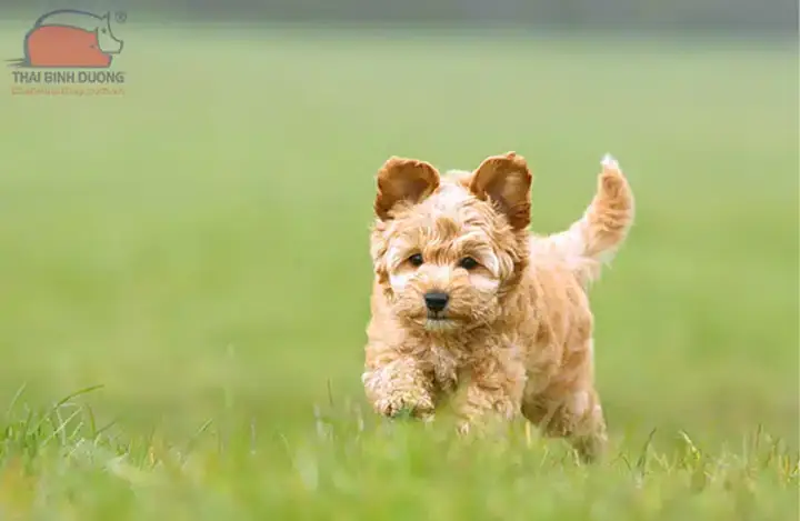 Chó Phốc Hươu Lai Poodle (maltipoo) Và Chó Phốc Sóc Lai Poodle