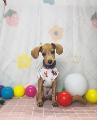 Chó Poodle Mấy Tháng Cạo Lông Máu