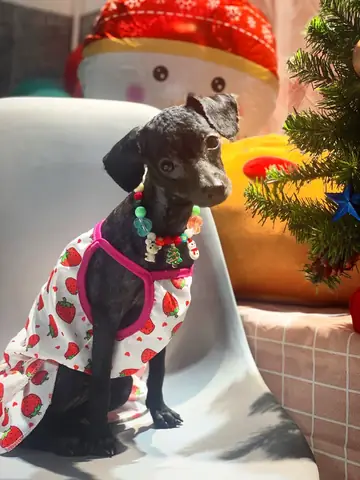 Chó Poodle Mấy Tháng Cạo Lông Máu