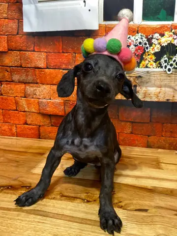 Chó Poodle Mấy Tháng Cạo Lông Máu