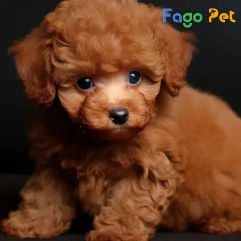 Những Lý Do Bạn Nên Nuôi Chó Poodle Lông Màu Nâu