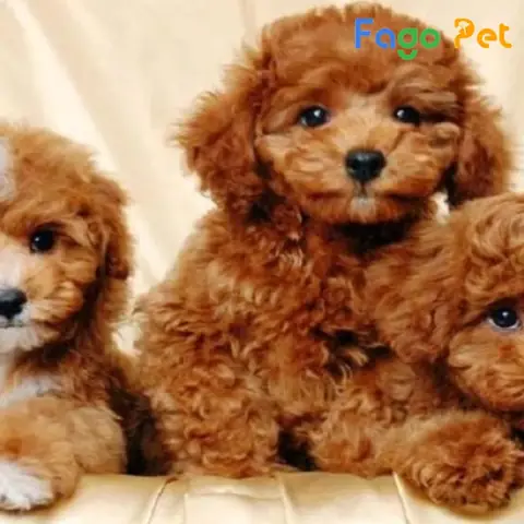 Ưu Điểm Khi Lựa Chọn Mua Chó Poodle Nâu Đỏ Tại Fago Pet