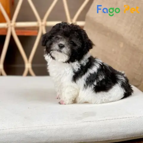 Tính Cách Của Poodle Bò Sữa
