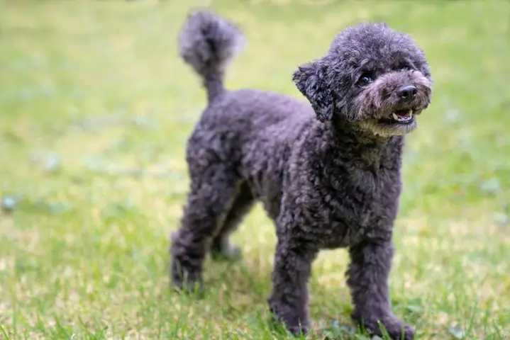 Ngoại Hình Chó Poodle Đen