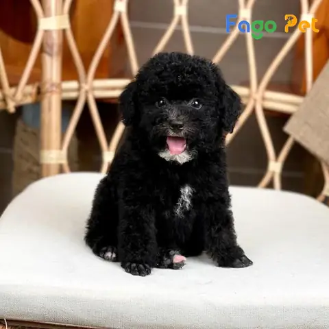 Ưu Điểm Khi Lựa Chọn Mua Chó Poodle Đen Tại Fago Pet