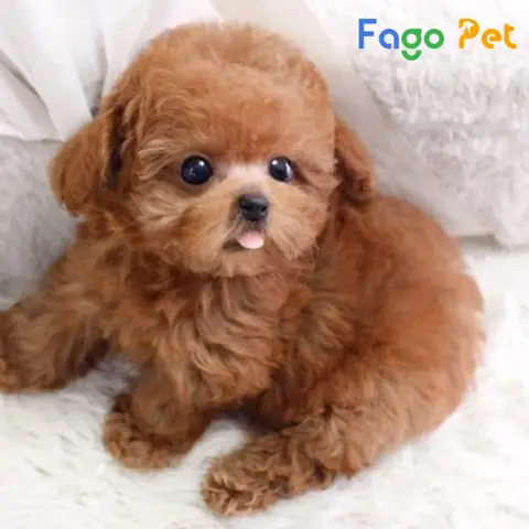 Nguồn Gốc Xuất Xứ Của Chó Poodle Nâu