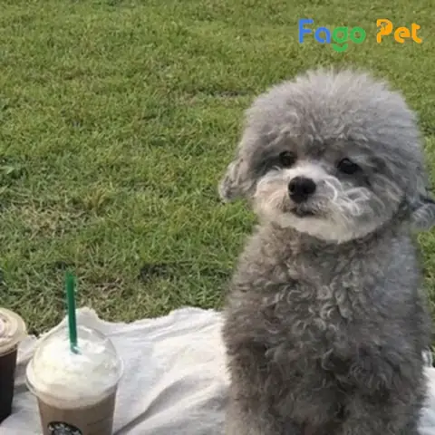 Những Lý Do Bạn Nên Nuôi Chó Poodle Màu Xám