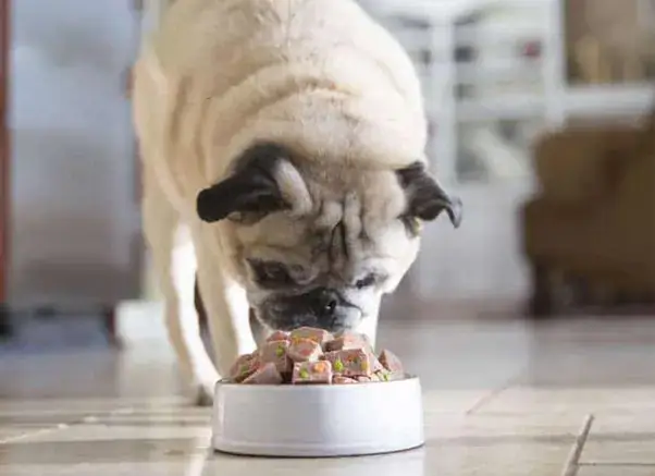 Các Loại Thức Ăn Không Nên Cho Chó Pug Ăn Các Loại Thức Ăn Không Nên Cho Chó Pug Ăn