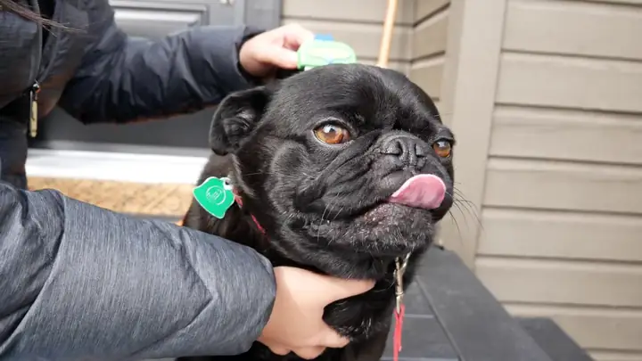 Thường Xuyên Chải Lông Để Loại Bỏ Lông Rụng Và Chết.