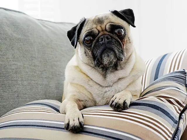 Tính Chất Bộ Lông