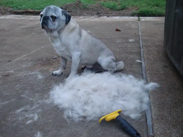 Tại Sao Chó Pug Bị Rụng Lông?