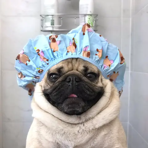 Chó Pug Bị Rụng Lông Nguyên Nhân Và Cách Xử Lí
