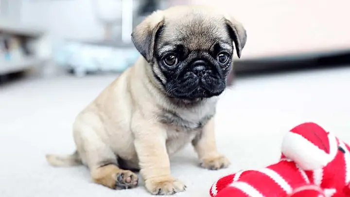 Chế Độ Ăn Dặm Cho Chó Pug Con Mới Đẻ