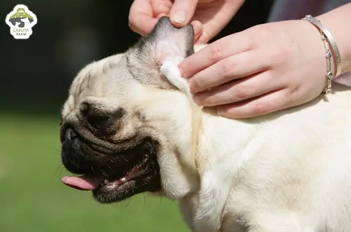 Vệ Sinh Cho Chó Mặt Xệ