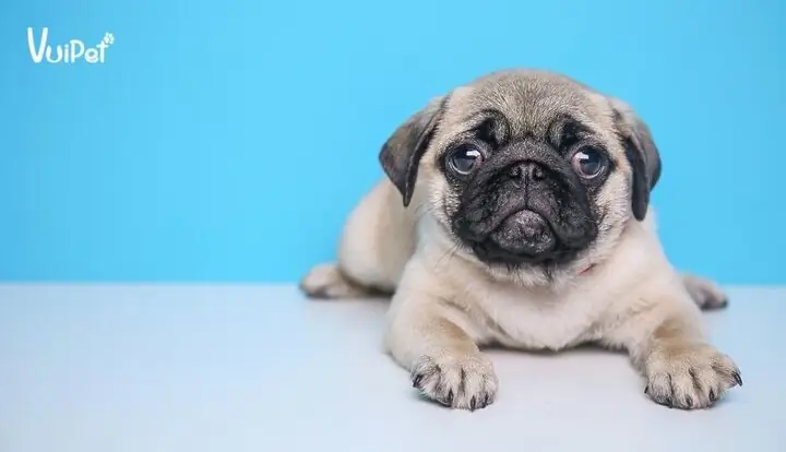 Lịch Sử Phát Triển Của Giống Chó Pug
