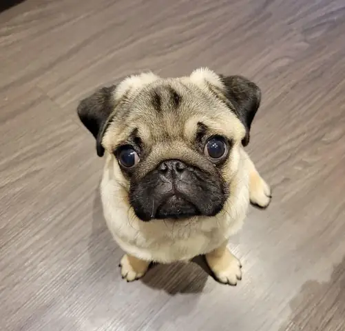 Hướng Dẫn Mua Chó Pug Giá Rẻ Nhất: Từ A-z Cho Người Mới Bắt Đầu