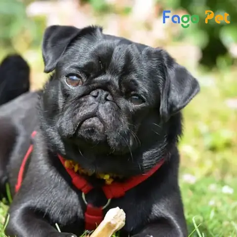 Giới Thiệu Chung Về Ngoại Hình Giống Chó Pug Đen