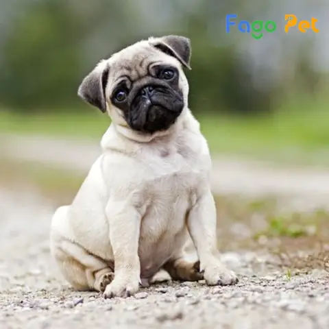 Giá Chó Pug Mini Cập Nhật Mới Nhất