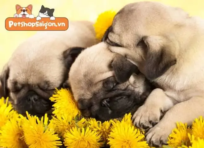 Chó Pug Của Bạn Có Bị Thừa Cân Không? Chó Pug Của Bạn Có Bị Thừa Cân Không?