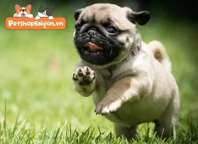 Tại Sao Chó Pug Lại Béo Phì? Tại Sao Chó Pug Lại Béo Phì?