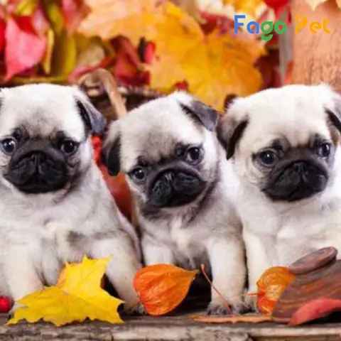 Ưu Điểm Khi Lựa Chọn Mua Chó Pug Trắng Tại Fago Pet Ưu Điểm Khi Lựa Chọn Mua Chó Pug Trắng Tại Fago Pet