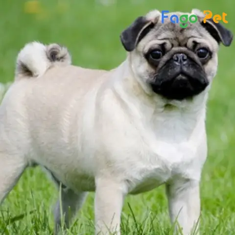 Giới Thiệu Chung Về Ngoại Hình Giống Chó Pug Trắng Giới Thiệu Chung Về Ngoại Hình Giống Chó Pug Trắng