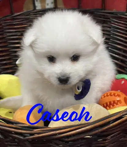 Tìm Hiểu Về Chó Puppy Nhật Lông Xù: Đặc Điểm, Chăm Sóc Và Cách Nuôi Dưỡng