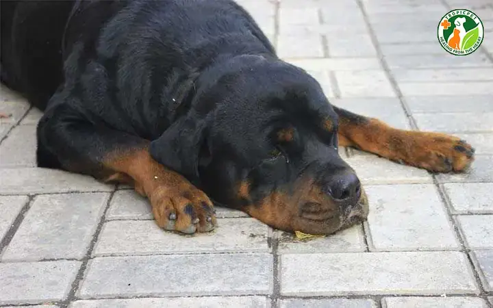 Khi Nào Cần Đưa Chó Đến Bác Sĩ Thú Y Ngay Lập Tức? Khi Nào Cần Đưa Chó Đến Bác Sĩ Thú Y Ngay Lập Tức?