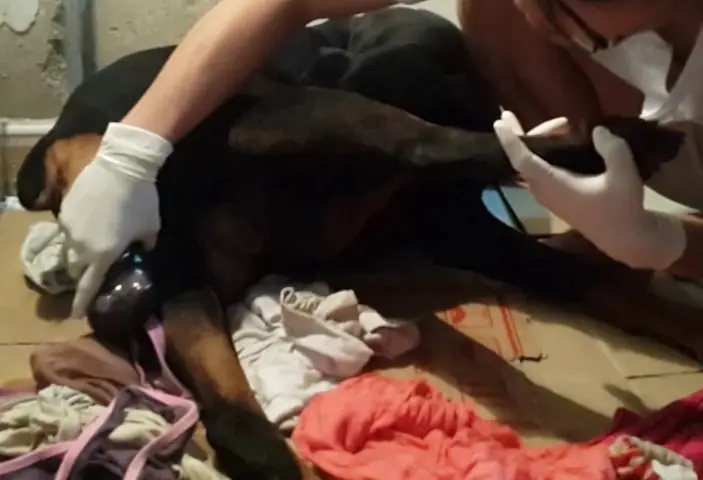 Chó Rặn Đẻ Không Ra