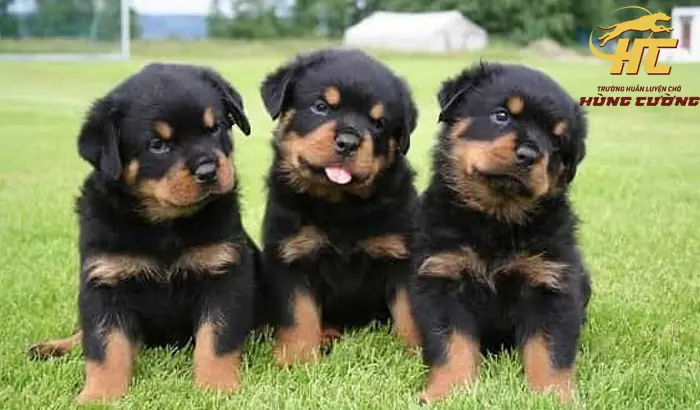 Giá Chó Rottweiler Bao Nhiêu Tiền? Bảng Giá Chi Tiết, Yếu Tố Ảnh Hưởng Và Lời Khuyên Từ Chuyên Gia Giá Chó Rottweiler Bao Nhiêu Tiền? Bảng Giá Chi Tiết, Yếu Tố Ảnh Hưởng Và Lời Khuyên Từ Chuyên Gia