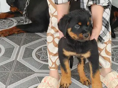 Chó Rottweiler.rặt