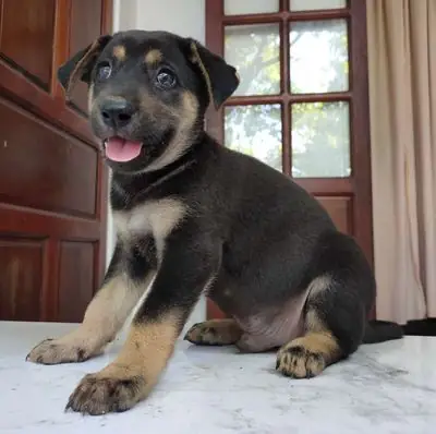 Bán Chó Rốt Của Đức Đẹp.