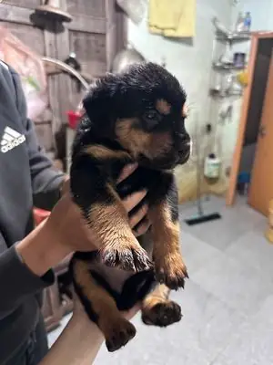 Chó Rottweiler Đen Vàng Chó Con