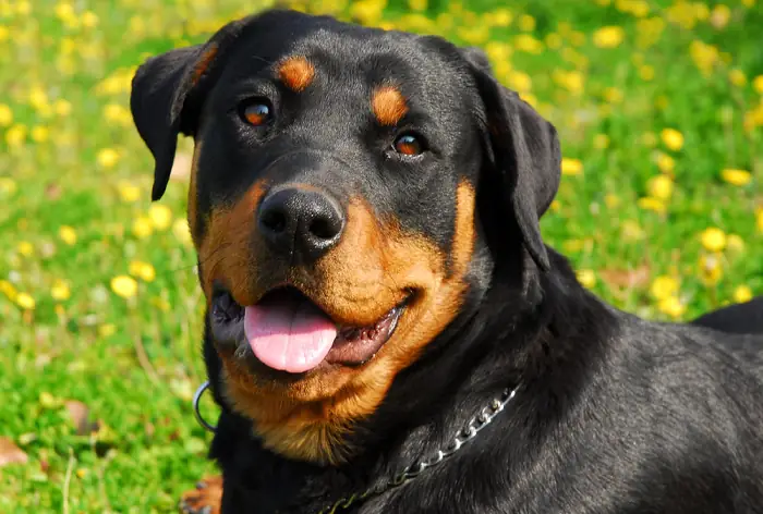 Chó Rottweiler Lai Chó Phú Quốc