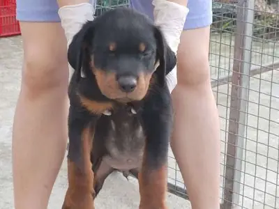 Bán Bé Cún Rottweiler Baby