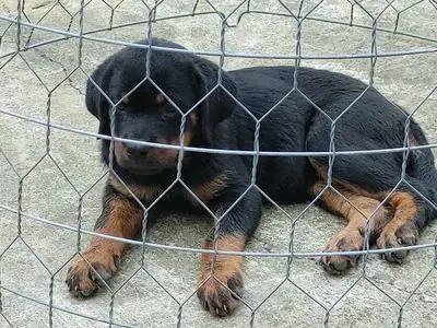 Rottweiler Làm Giống.rottweiler
